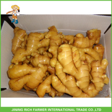 Fresh Ginger Vegetables Carton Ginger Packing 150g Export To Malaysia